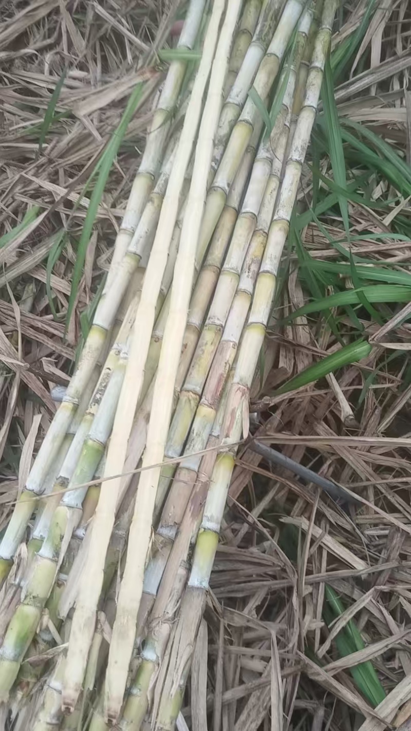 竹甘蔗