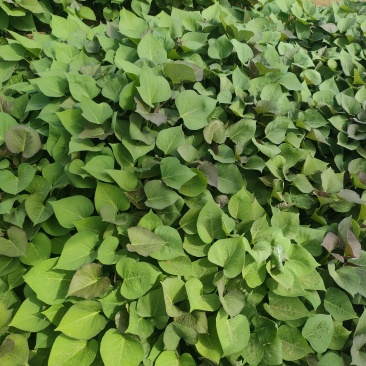 红瑶(榴莲蜜薯)苗