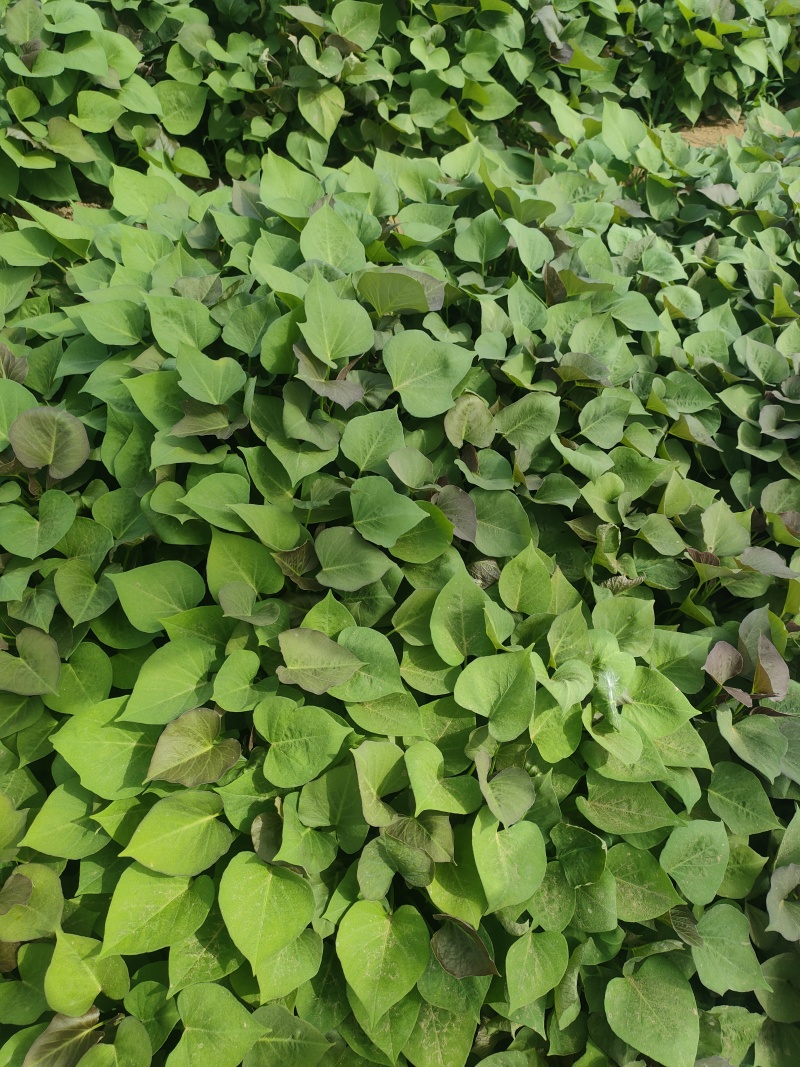红瑶(榴莲蜜薯)苗