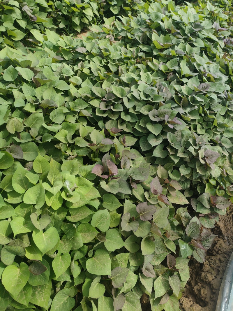 红瑶(榴莲蜜薯)苗