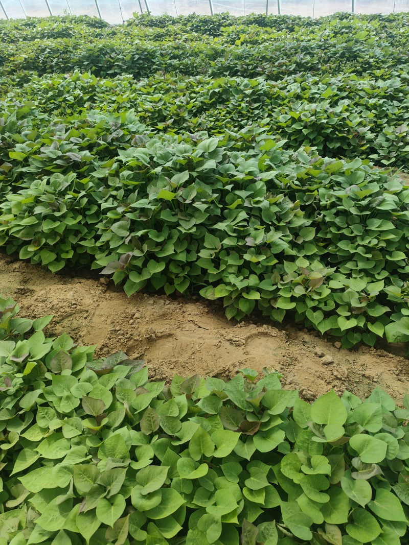 红瑶(榴莲蜜薯)苗