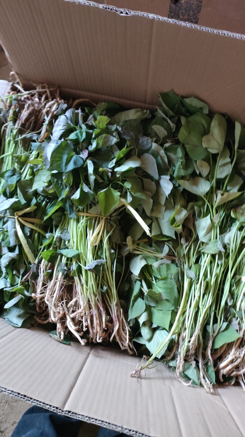 红瑶(榴莲蜜薯)苗