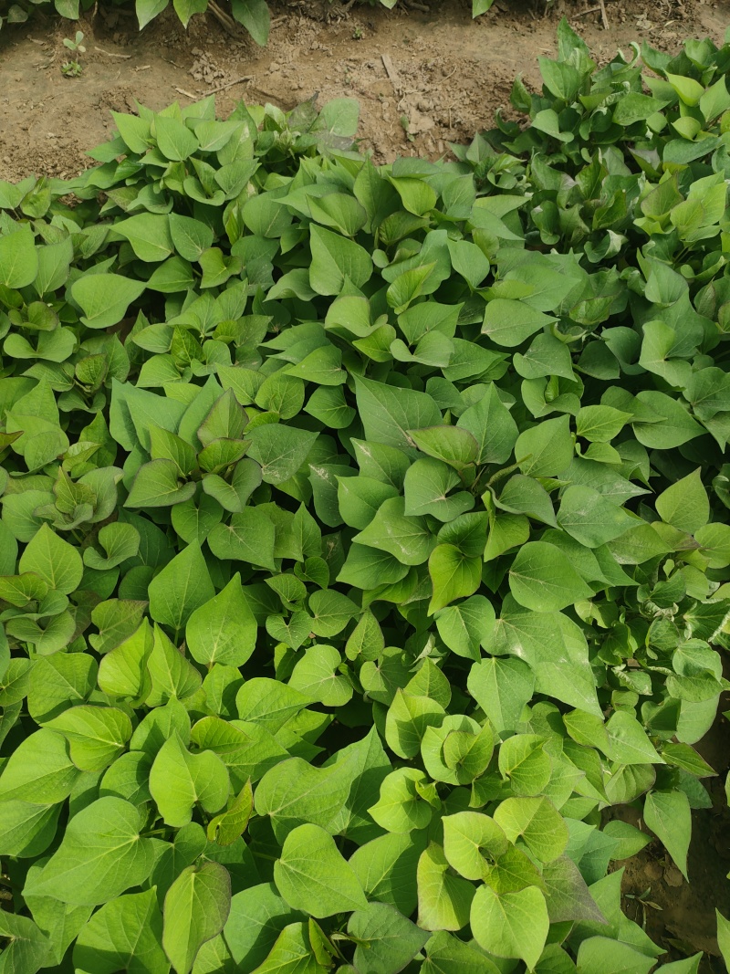 红瑶(榴莲蜜薯)苗