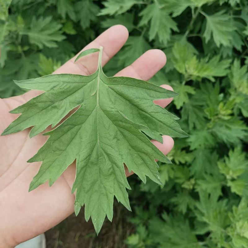 蕲艾艾苗