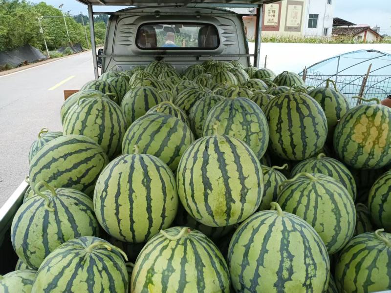 露天美都。露天红米王露天瓜等