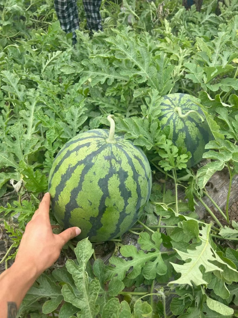 露天美都。露天红米王露天瓜等