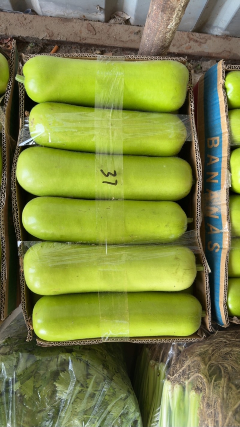 精品瓠子一手货源产地直发物美价廉，可视频看货