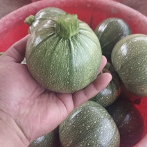 小南瓜，嫩南瓜，大量上市大量有货，可供超市电商，发货全国