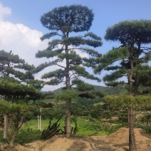 高度4-5-6-7-8-10米造型松基地直发