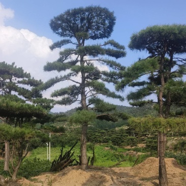 高度4-5-6-7-8-10米造型松基地直发
