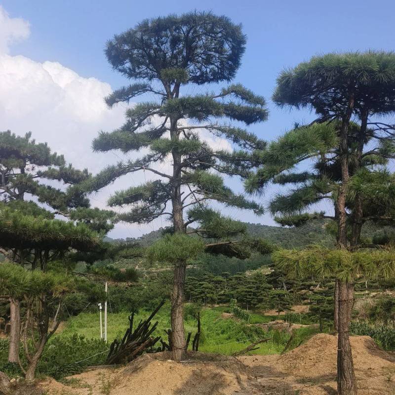高度4-5-6-7-8-10米造型松基地直发