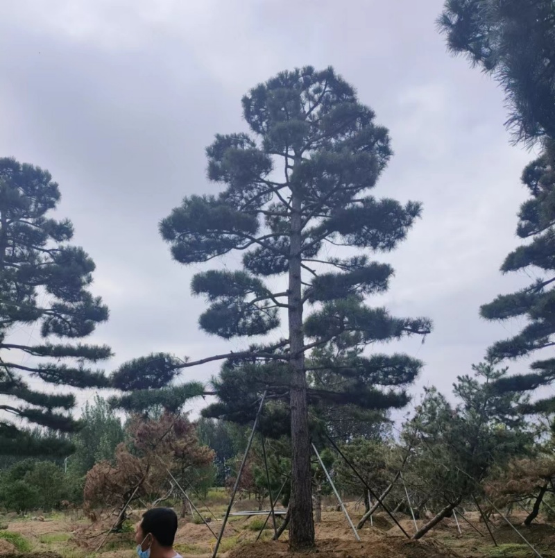 高度4-5-6-7-8-10米造型松基地直发