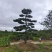 高度4-5-6-7-8-10米造型松基地直发