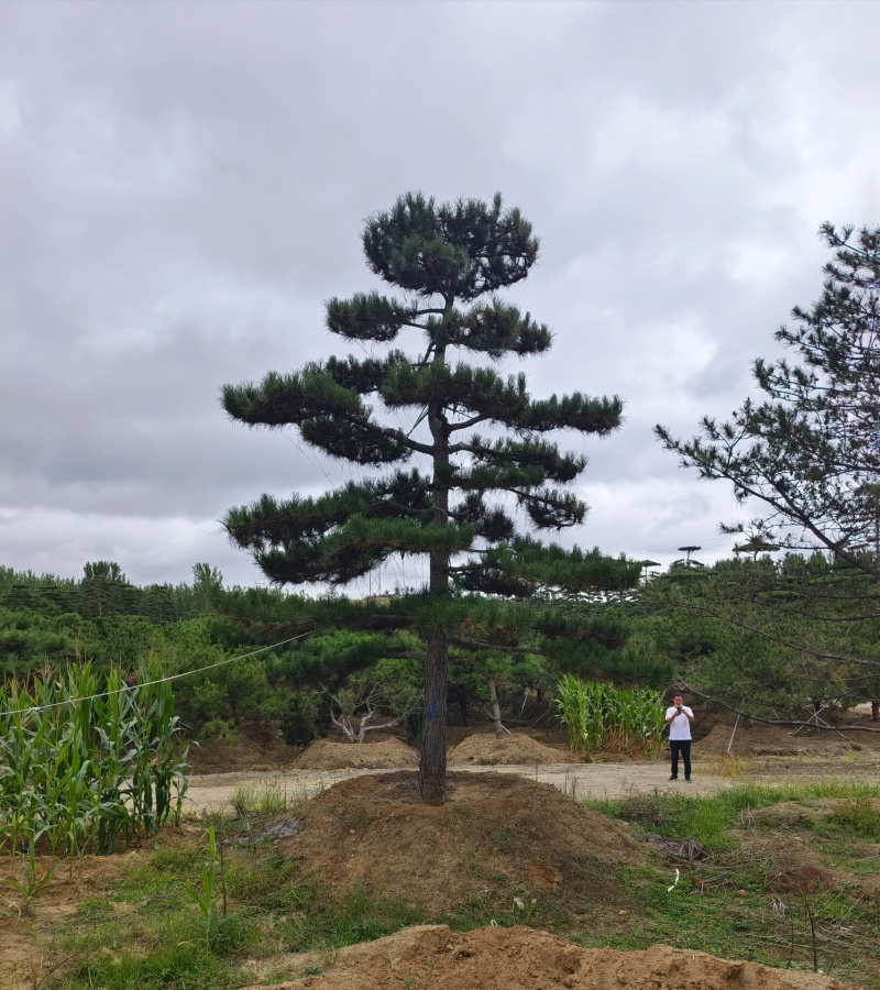 高度4-5-6-7-8-10米造型松基地直发