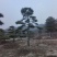 高度4-5-6-7-8-10米造型松基地直发