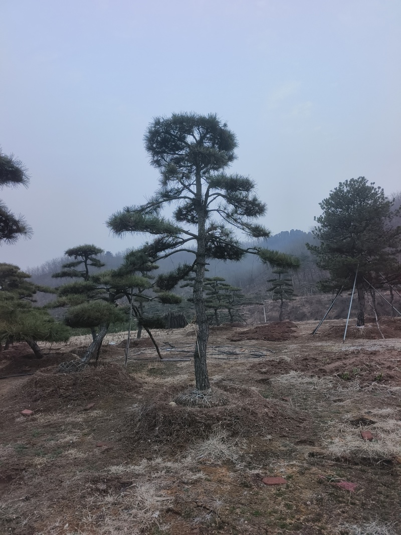 高度4-5-6-7-8-10米造型松基地直发