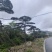 高度4-5-6-7-8-10米造型松基地直发