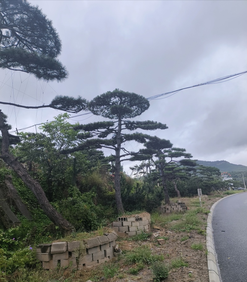 高度4-5-6-7-8-10米造型松基地直发