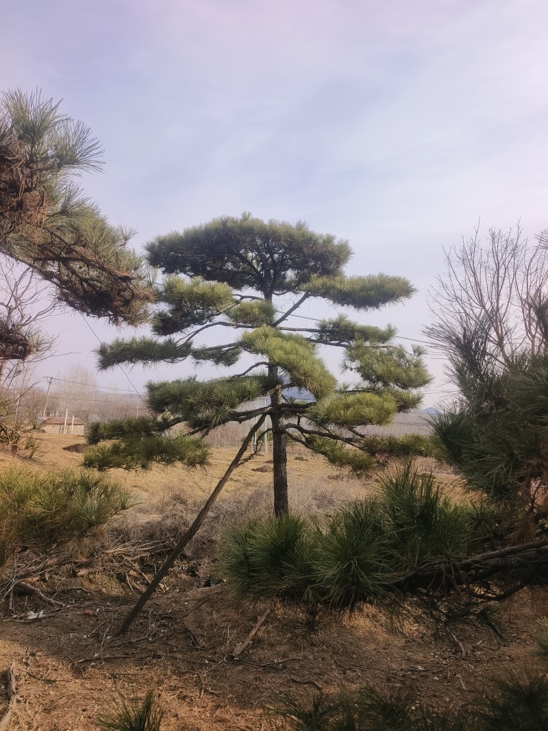 高度4-5-6-7-8-10米造型松基地直发