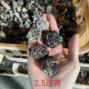 核桃菌，