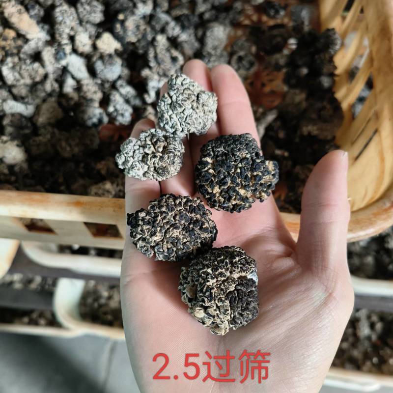 核桃菌，