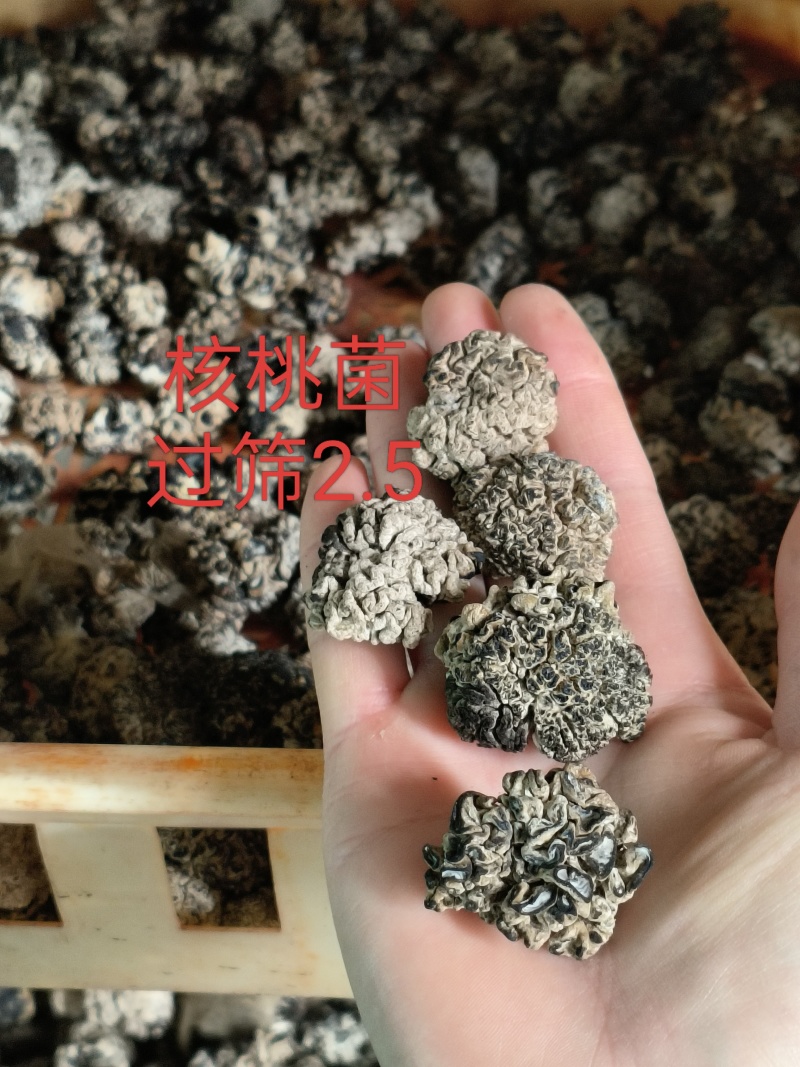 核桃菌，