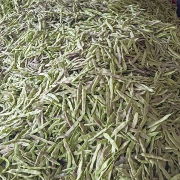 万亩紫花油豆大量有货