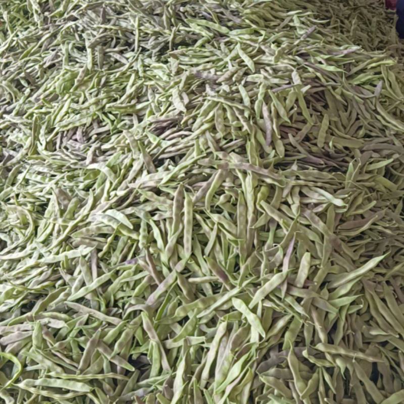 万亩紫花油豆大量有货