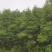 楠木苗粗5-10公分，急售现货五六百棵，