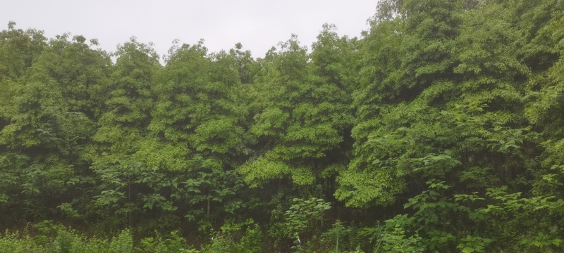 楠木苗粗5-10公分，急售现货五六百棵，
