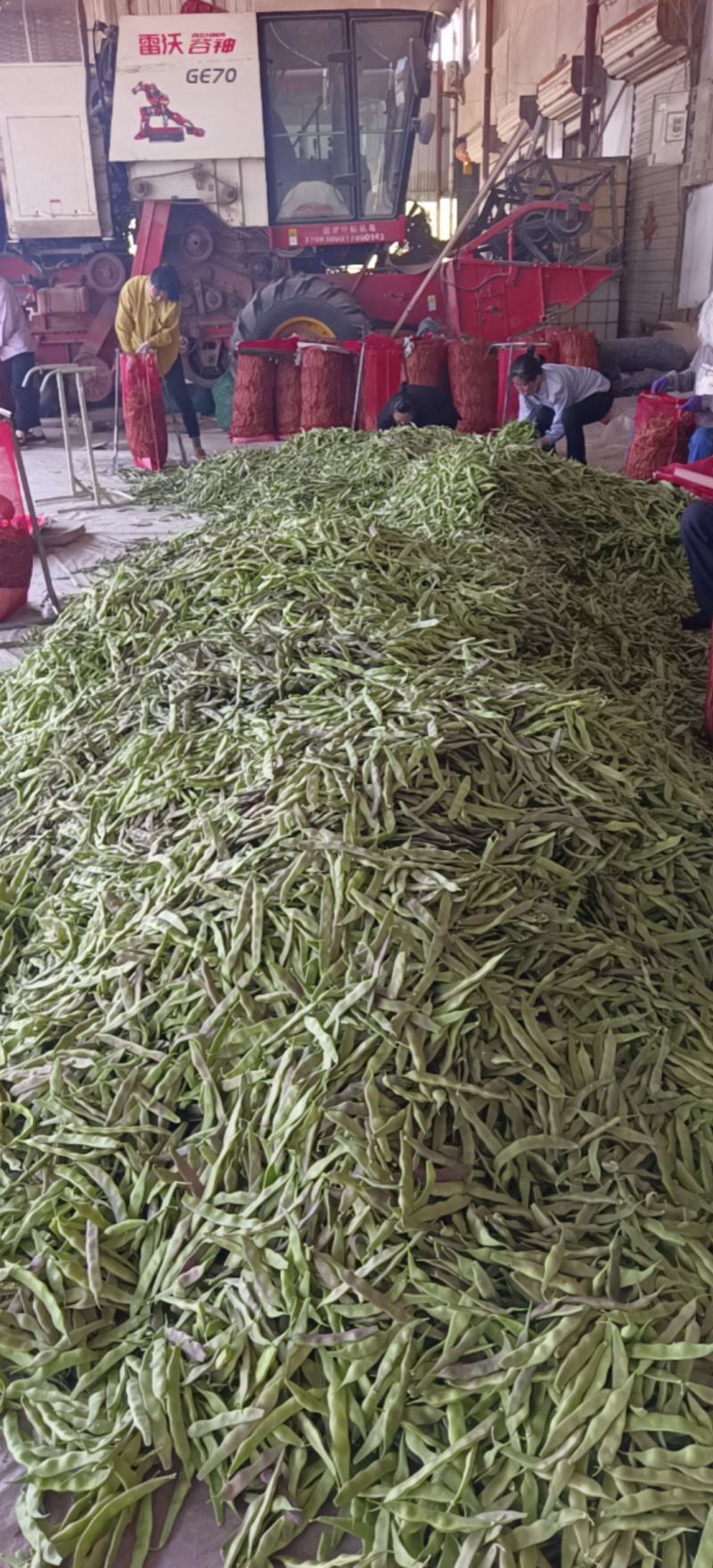 万亩紫花油豆大量有货