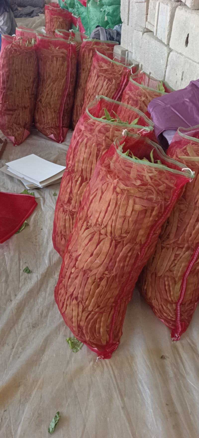 万亩紫花油豆大量有货