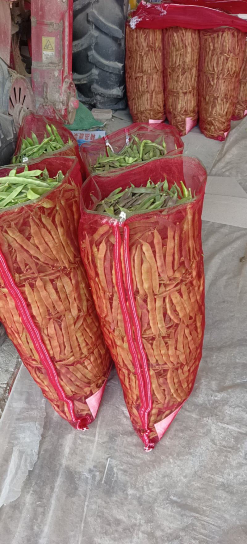 万亩紫花油豆大量有货