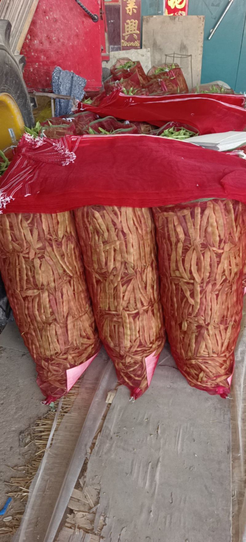 万亩紫花油豆大量有货