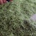 万亩紫花油豆大量有货