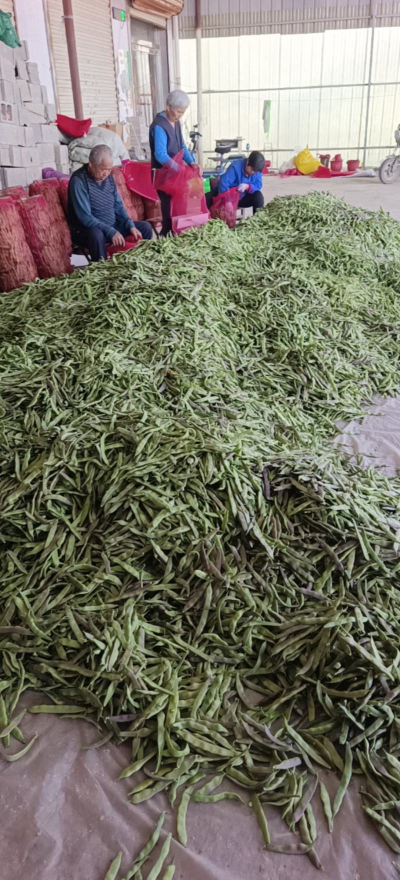 万亩紫花油豆大量有货