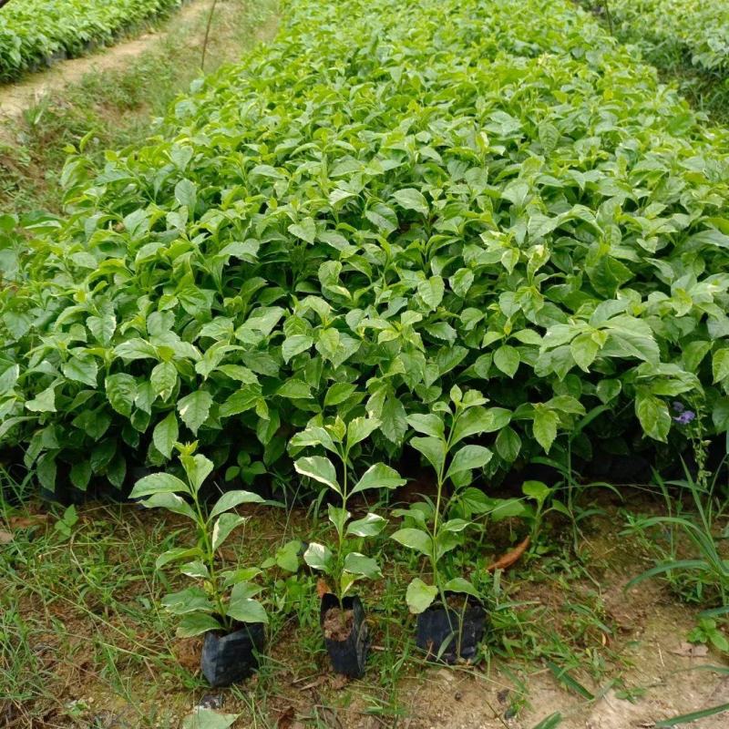 花叶假连翘黄金叶五斤袋苗基地多种规格大量低价出售