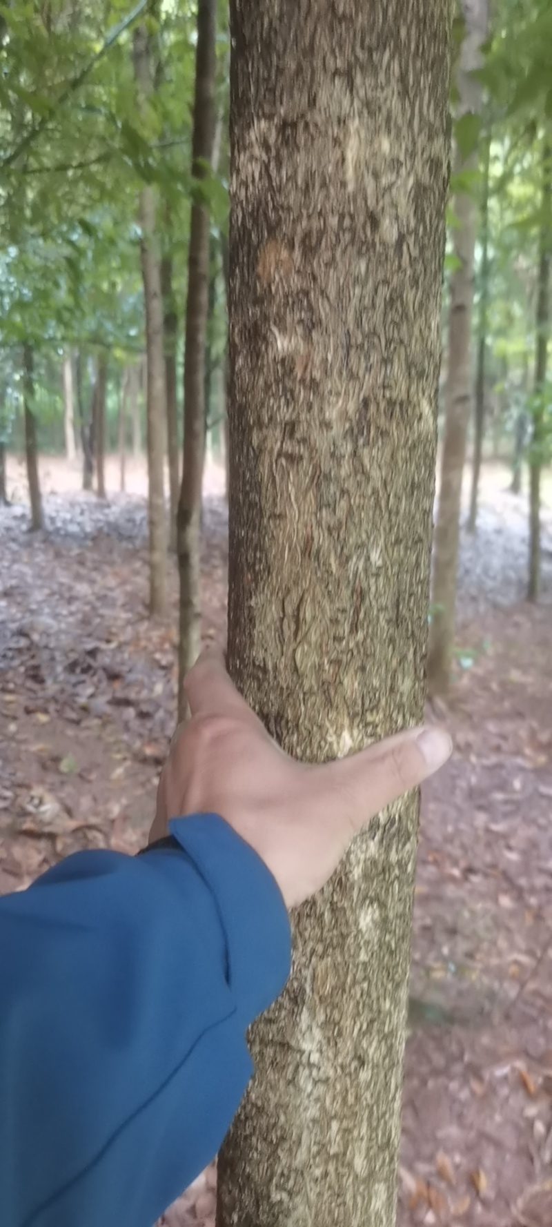 楠木苗粗5-10公分，急售现货五六百棵，
