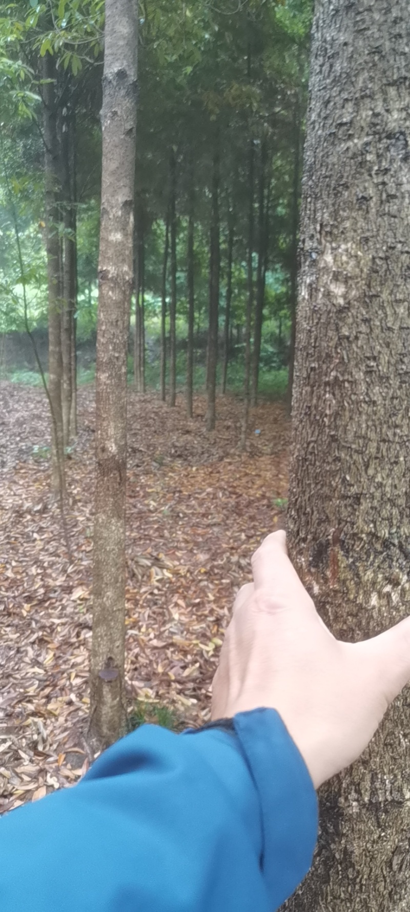 楠木苗粗5-10公分，急售现货五六百棵，