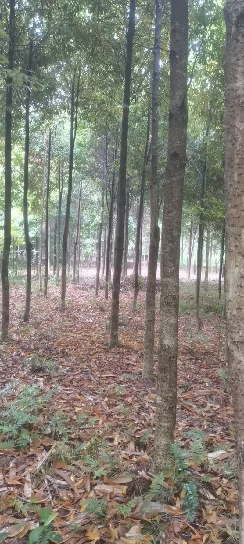 楠木苗粗5-10公分，急售现货五六百棵，