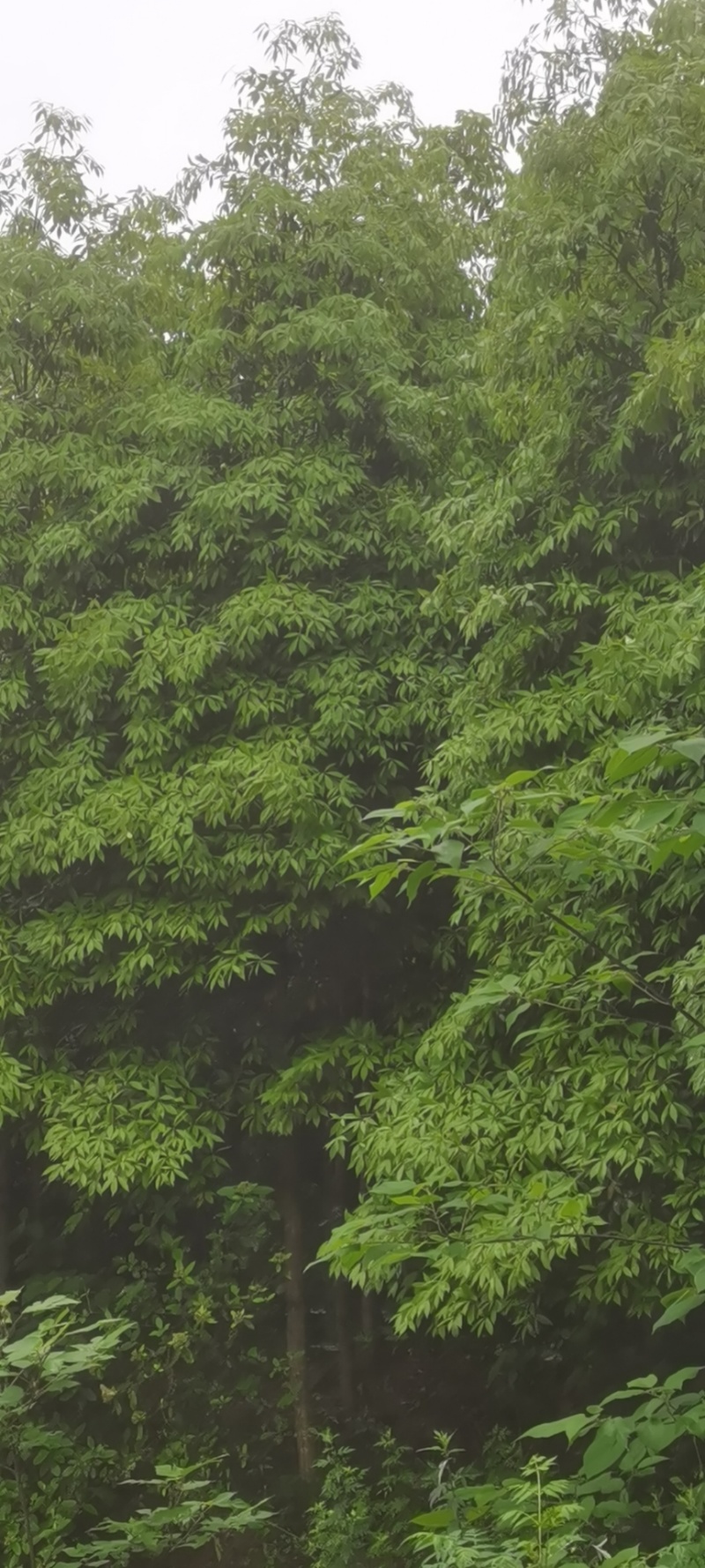 楠木苗粗5-10公分，急售现货五六百棵，