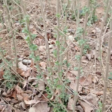 大量出售沙枣苗