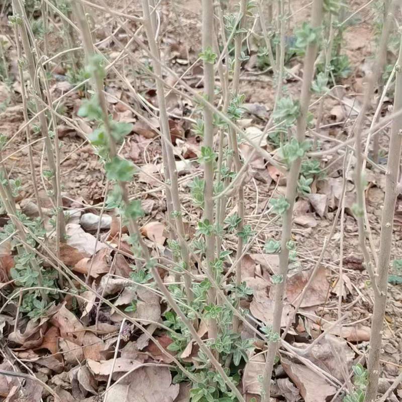 大量出售沙枣苗