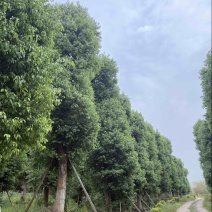 大单干香樟