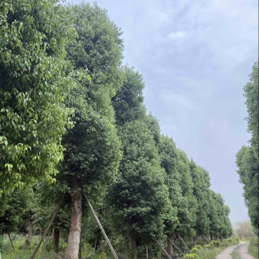 大单干香樟