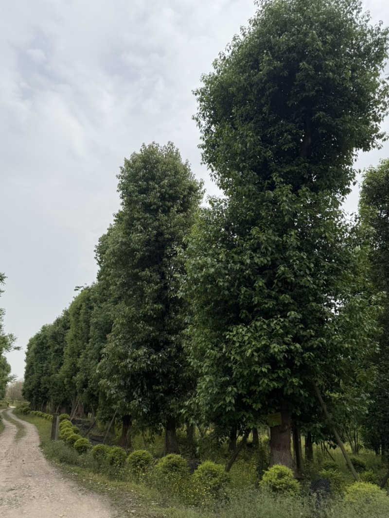 大单干香樟