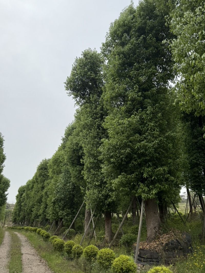 大单干香樟