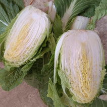 大白菜大量上市，有需要的联系我，一点龙服务，给钱就卖