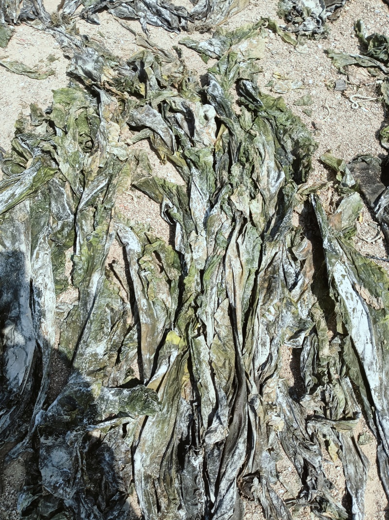 【海带】山东荣成优质干海带无沙无盐大量供应品质保证