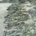 【海带】山东荣成优质干海带无沙无盐大量供应品质保证